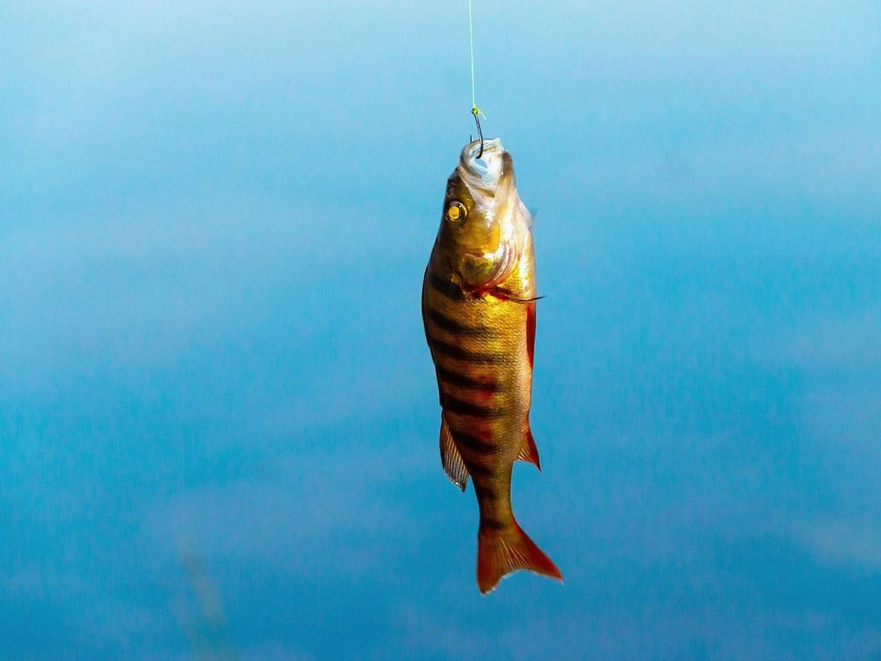 Cove Fishing Secrets